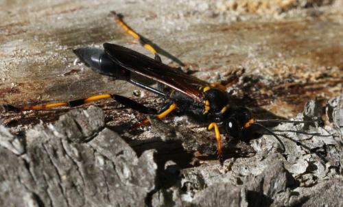 Réf. 184 548 : Sceliphron caementarium